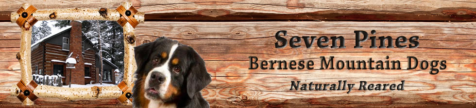 Seven Pines Bernese Mountain Dogs